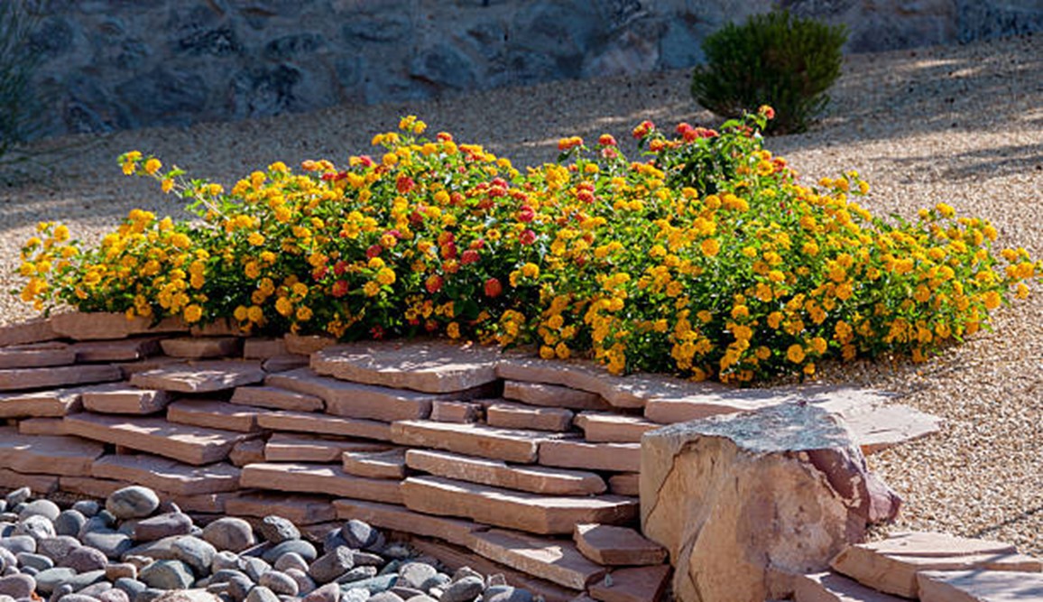 A professionally planted Austin xeriscape border of native perennials and ornamental grasses