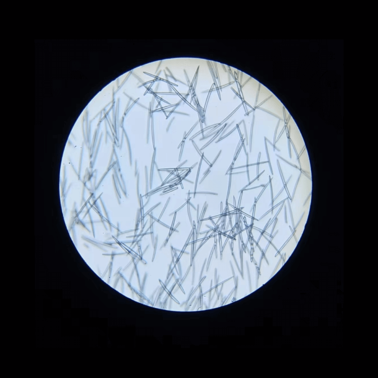 Sponge spicules under a microscope