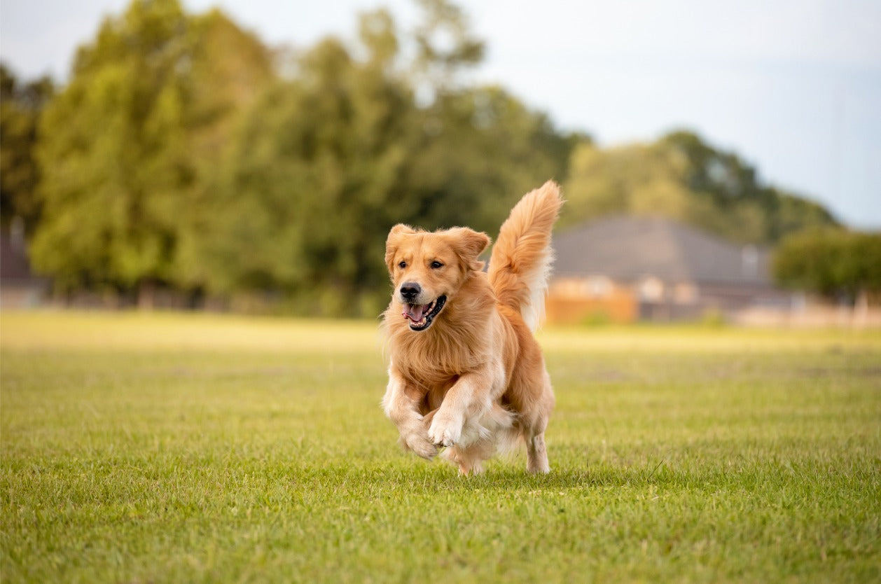 A golden retriever running with joy across a wide green park field