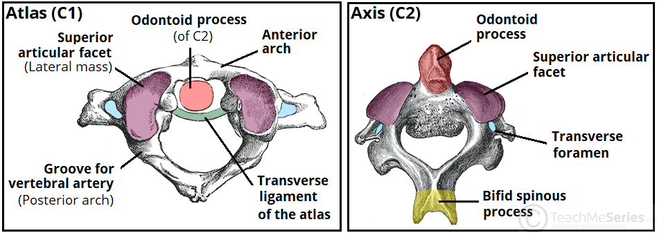 Medical diagram of the C2 Axis vertebrae and its relationship to the spine