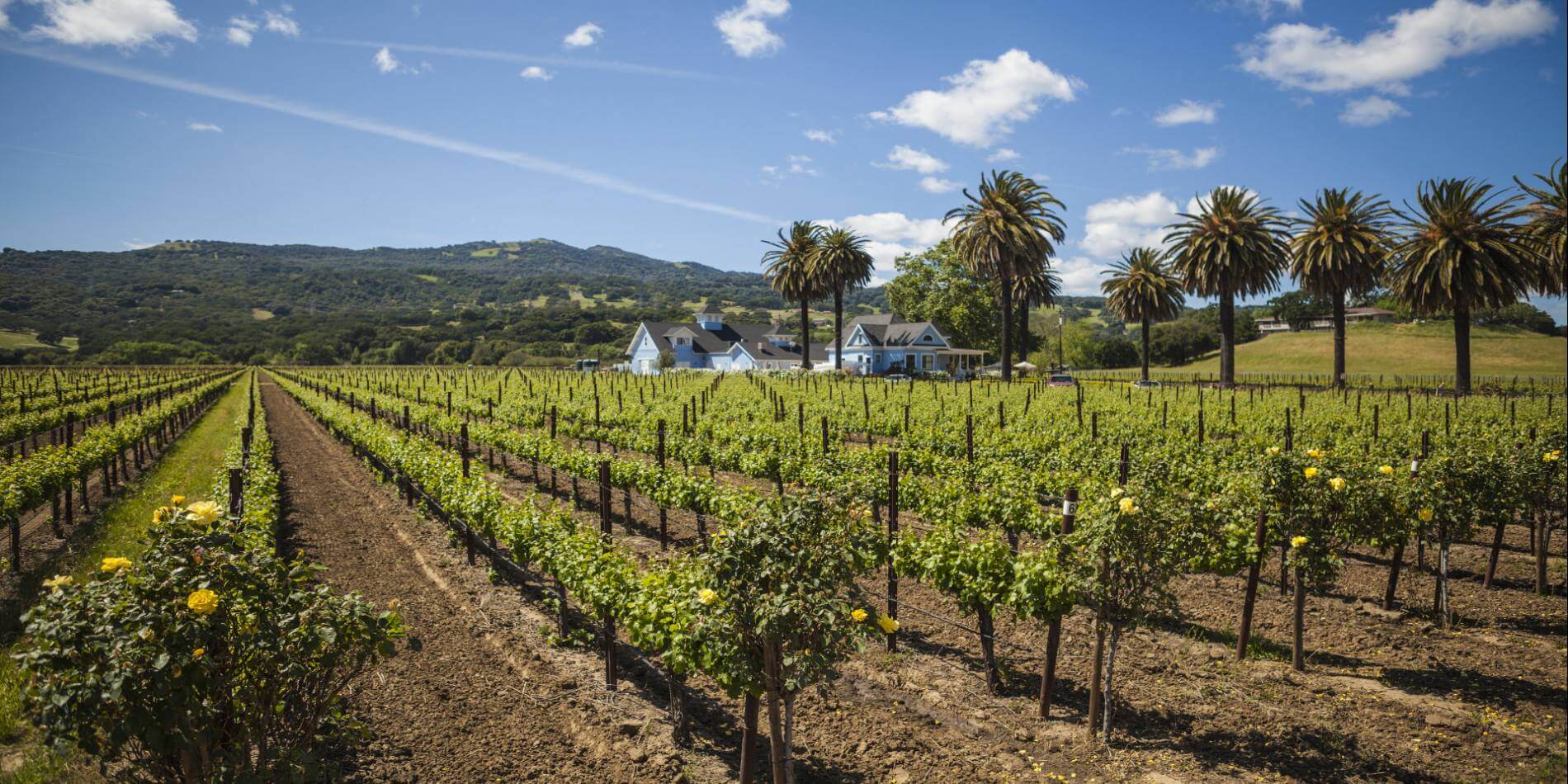 The rolling hills and lush vineyards of Suisun Valley, a hidden gem for wine lovers and outdoor enthusiasts in Solano County.