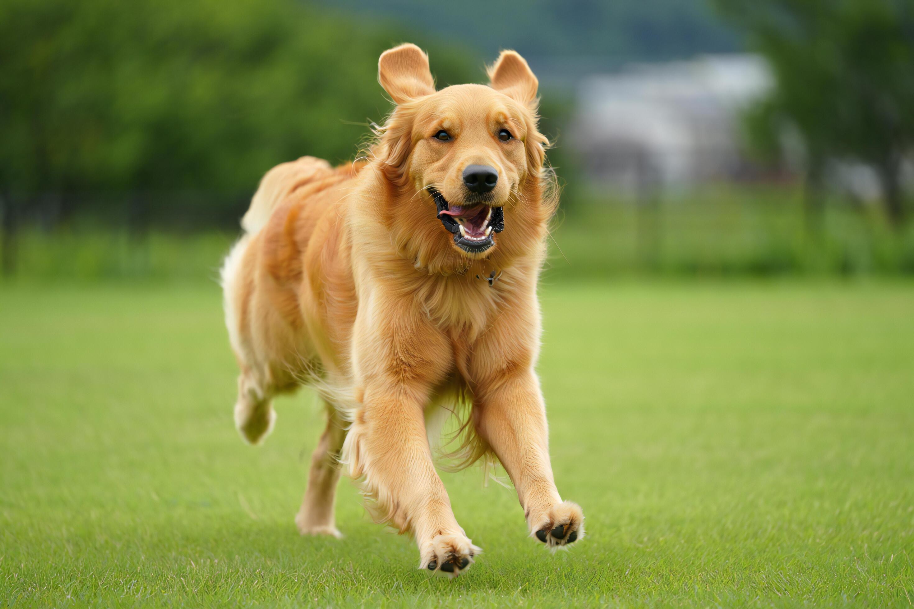 A golden retriever relaxing contentedly on a front porch steps
