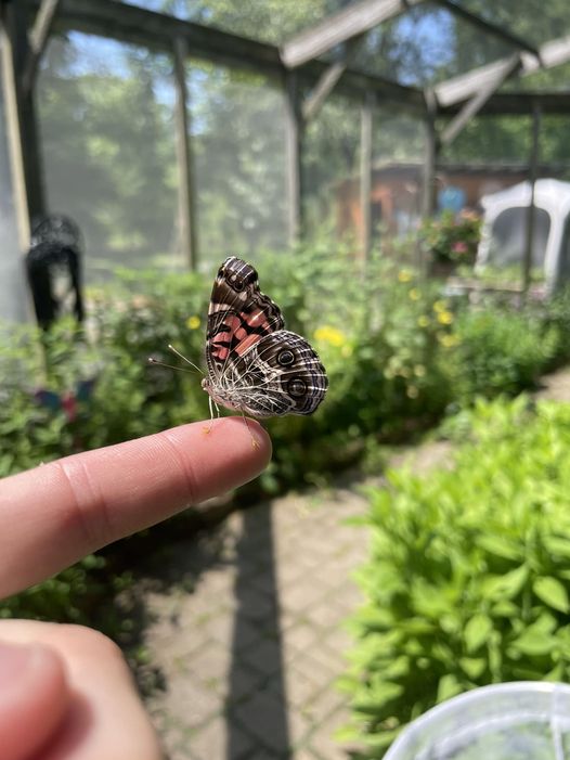 Churchville Nature Center butterfly garden